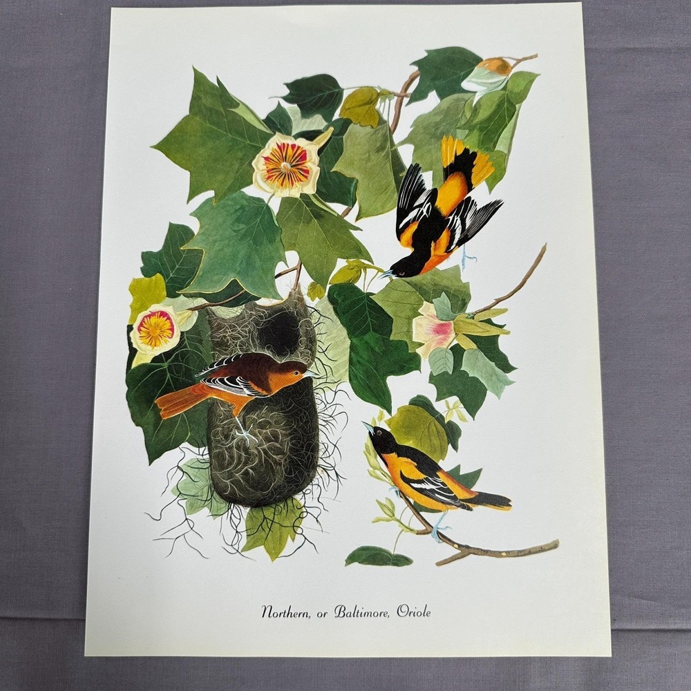 1950 Vintage Print Baltimore Oriole American Bird Art Illustration Audubon